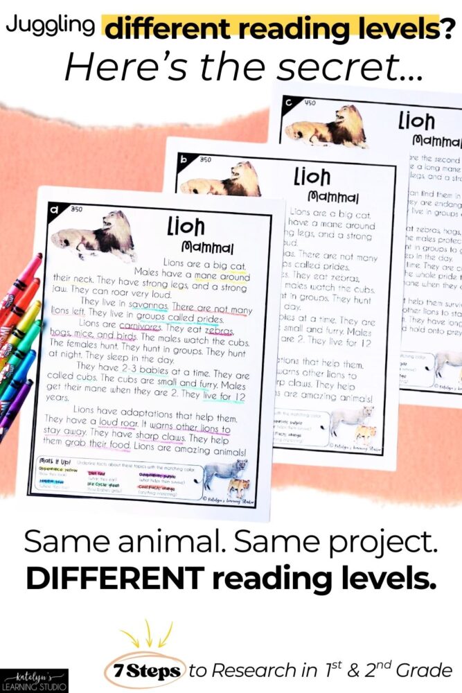Three leveled reading passages about lions showing differentiated text for animal research projects in 1st and 2nd grade