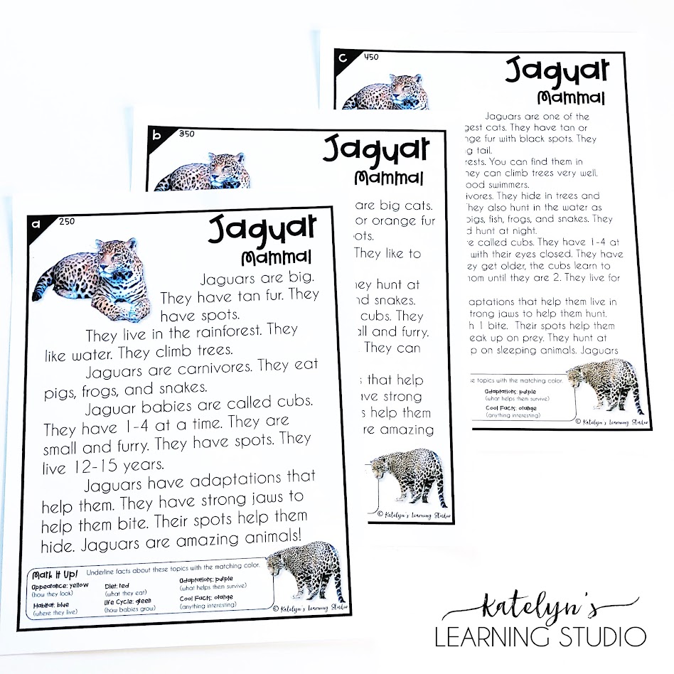 Differentiated leveled reading passages about jaguars for nonfiction reading comprehension practice.